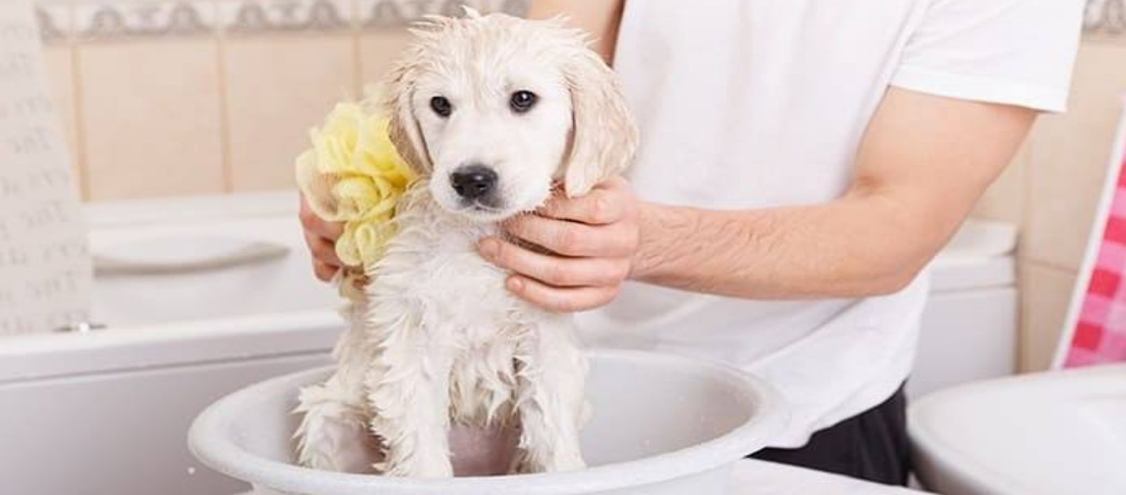 Imagen de la noticia: Pelo brillante y piel sana en perros: cuatro hábitos para mejorar su aspecto