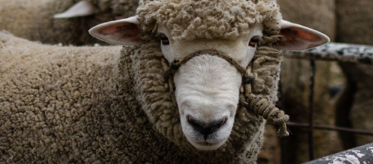 Imagen de la noticia: Comienza la 141° edición de La Rural