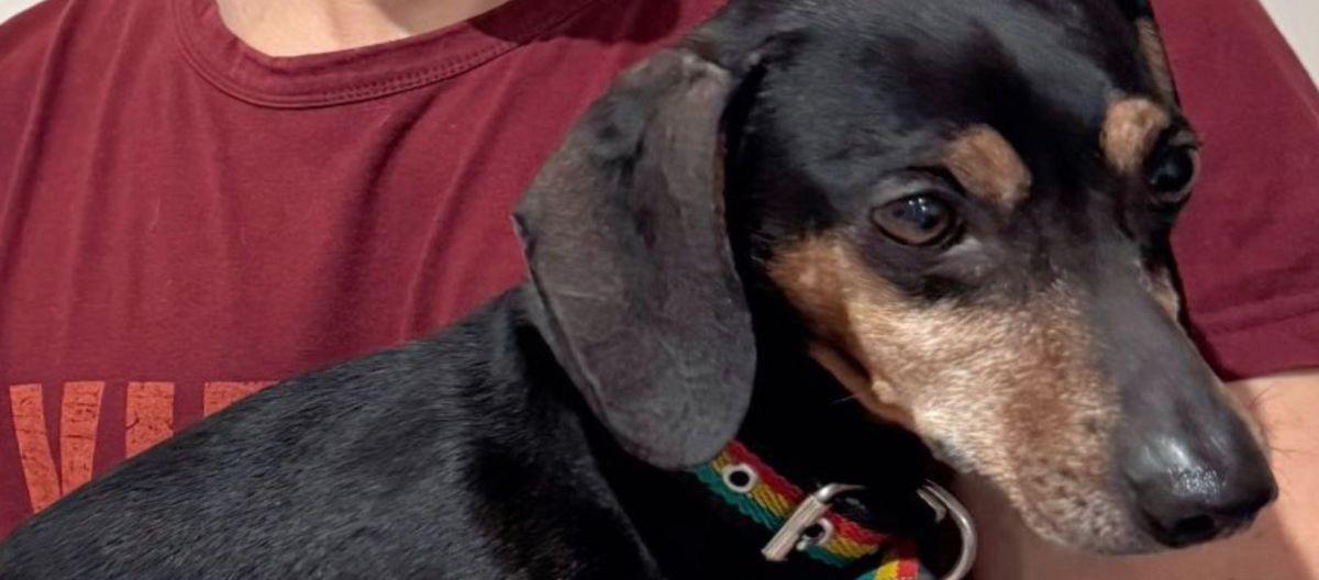 Imagen de la noticia: Final feliz: Aparecieron los dueños del perro salchicha