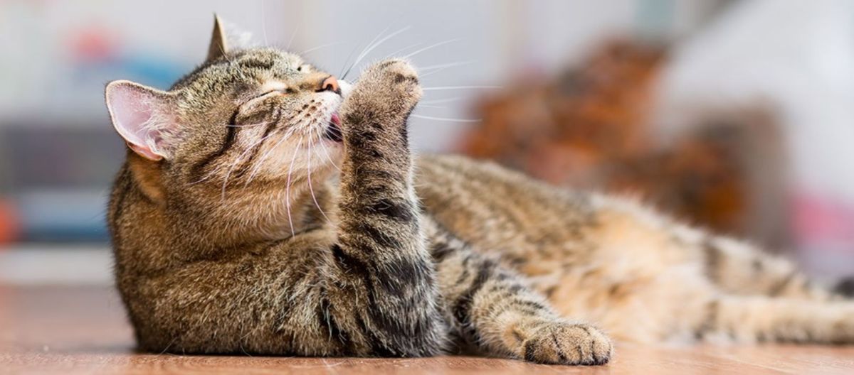Imagen de la noticia: El pelo de los gatos