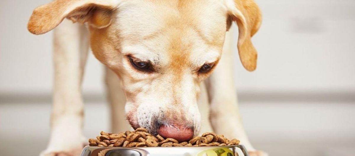 Imagen de la noticia: Caldo de huesos para perros: preparación y beneficios