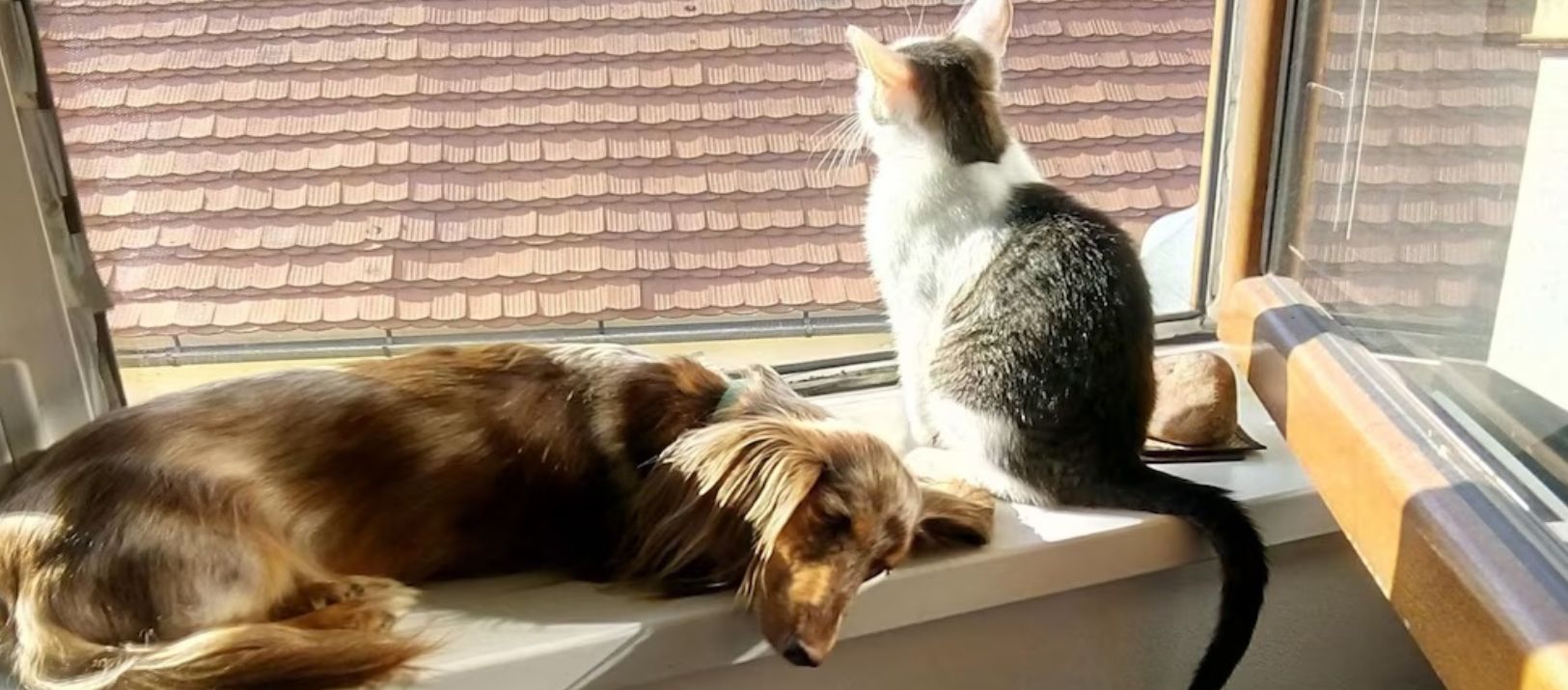 Imagen de la noticia: Estudio revela que ni los gatos ni los perros reducen el estrés en las personas