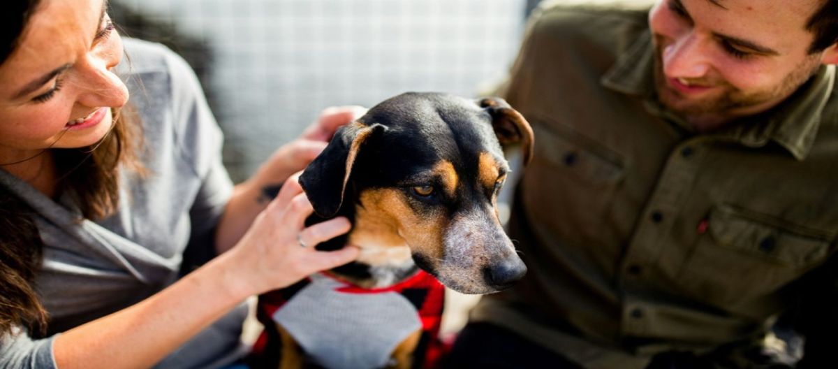 Imagen de la noticia: ¿Querés adoptar un perro? lee la nota