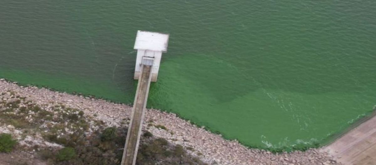 Imagen de la noticia: Impactante: las algas que invaden el Dique Paso Piedras desde un drone