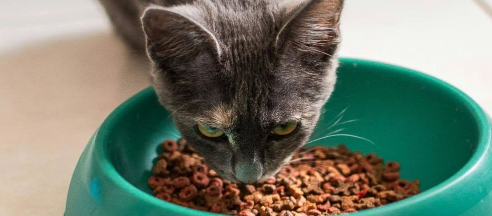 Imagen de la noticia: La importancia de castrar a nuestros animales