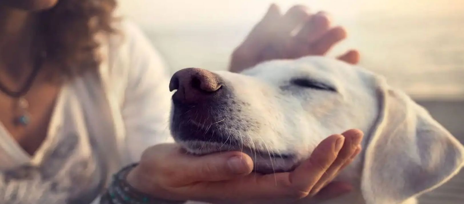 Imagen de la noticia: Las personas que aman a los perros tienen estos rasgos de personalidad