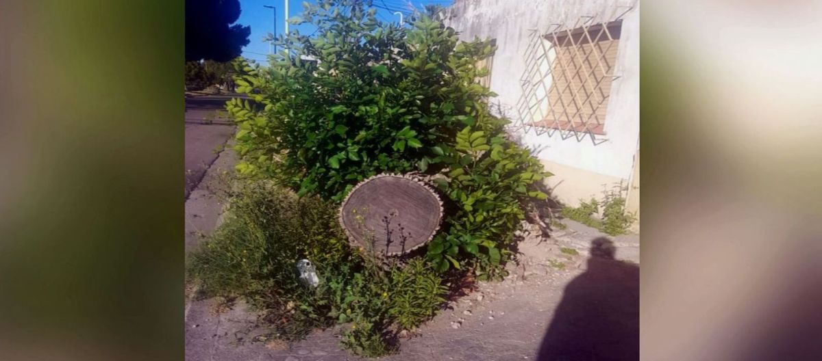 Imagen de la noticia: Vecinos siguen pidiendo que retiren un tocón que ocupa toda la vereda