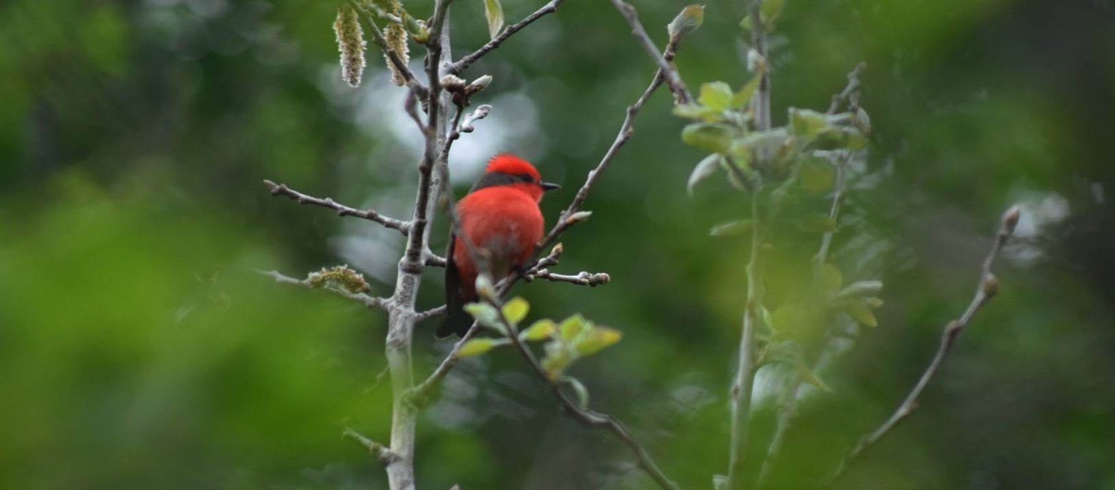 Imagen de la noticia: Monte Hermoso realizará el primer Festival de las Aves del 6 al 8 de noviembre