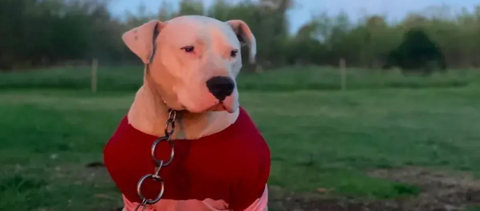 Imagen de la noticia: Crueldad en Copetonas: mataron a un dogo argentino de dos escopetazos
