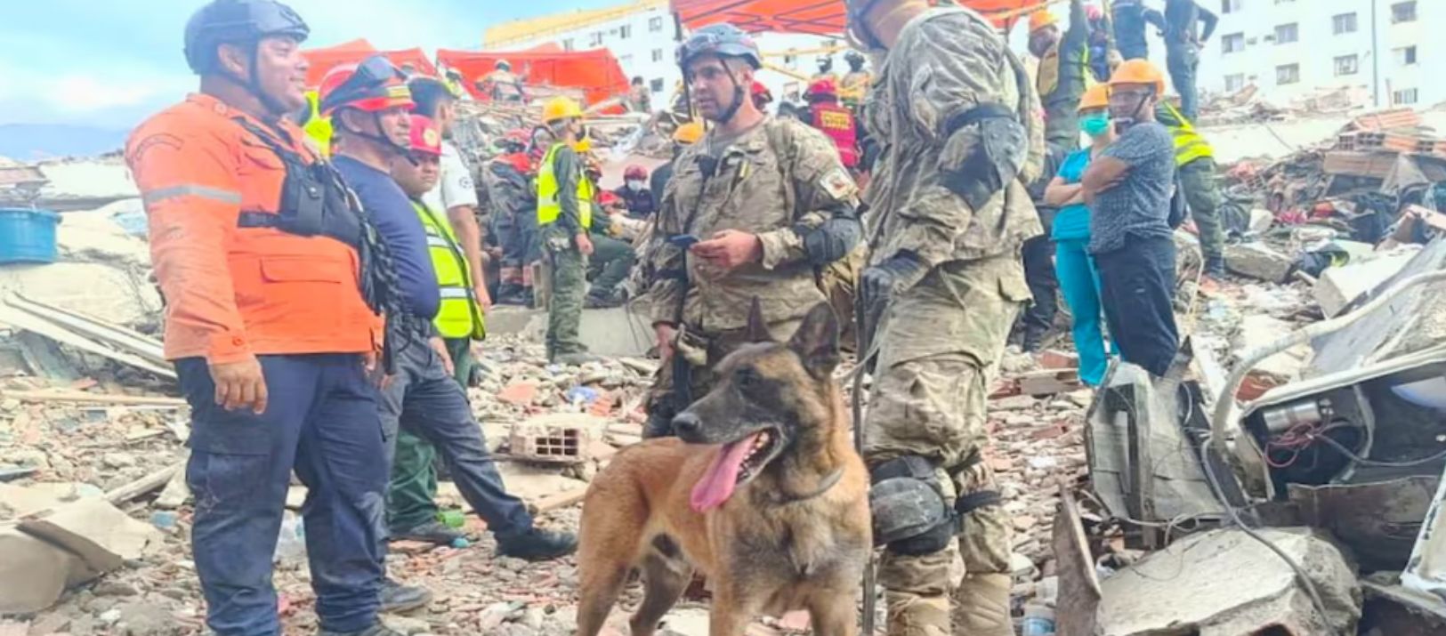 Imagen de la noticia: Bart, el perro argentino que ayudó a rescatar a dos menores en Venezuela