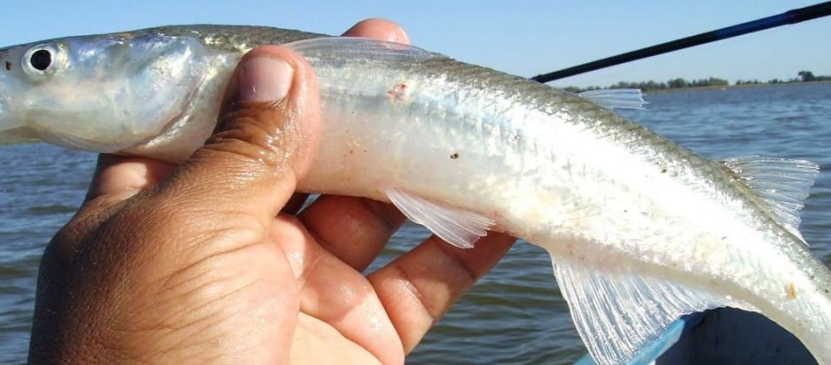 Imagen de la noticia: Pejerrey: comienza la veda de la pesca deportiva en la provincia de Buenos Aires