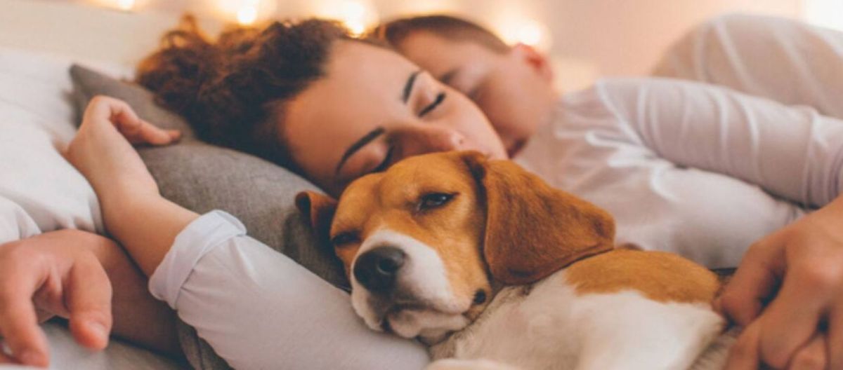Imagen de la noticia: Perros: Consejos para dormir con ellos de manera saludable