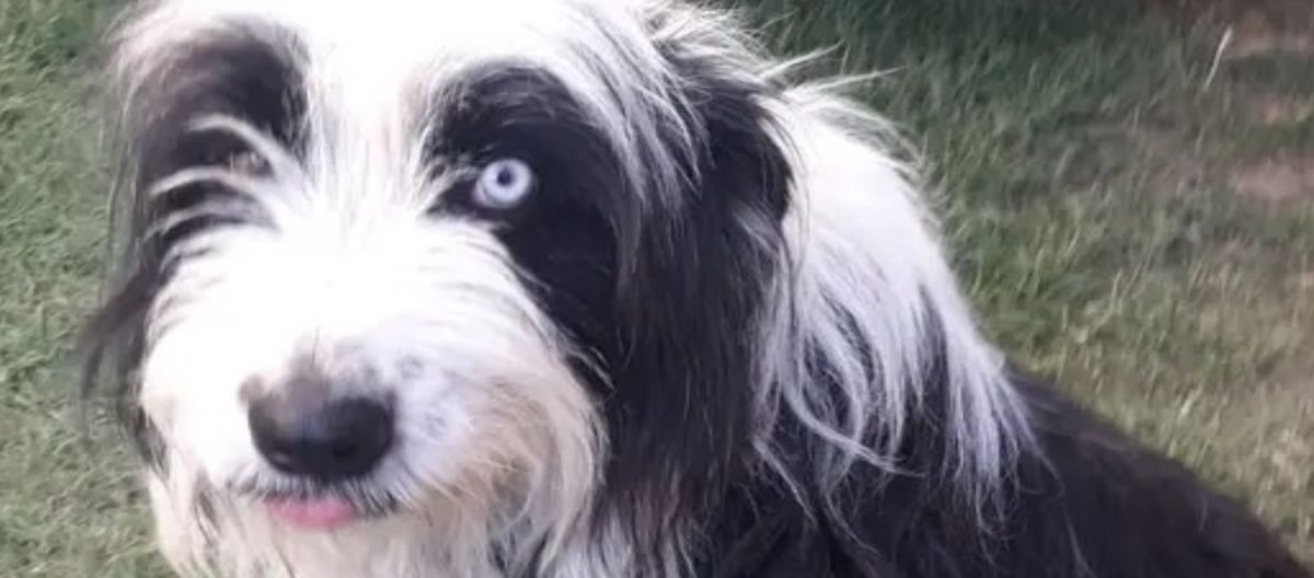Imagen de la noticia: Por la pirotecnia se reportan varios perros perdidos en la ciudad