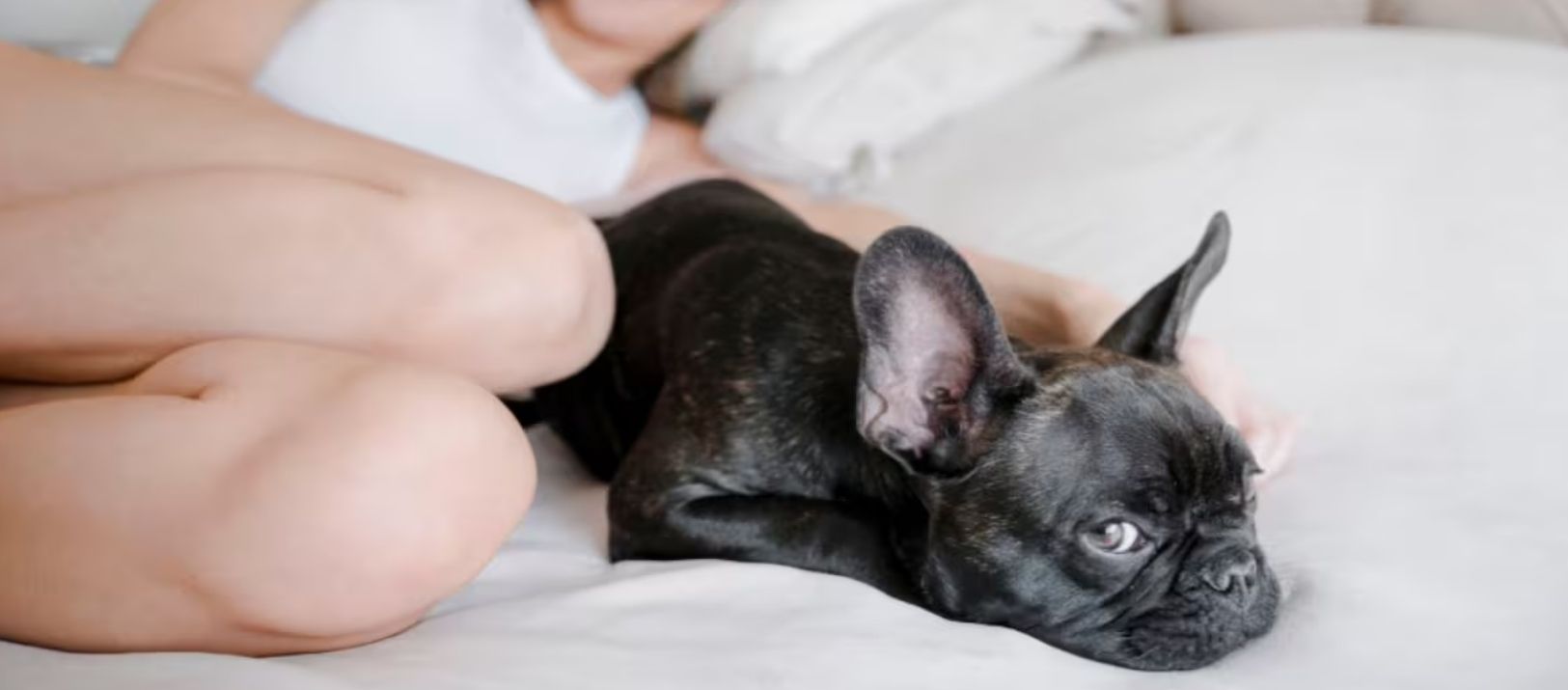 Imagen de la noticia: Según los expertos, por qué los perros eligen dormir con sus dueños