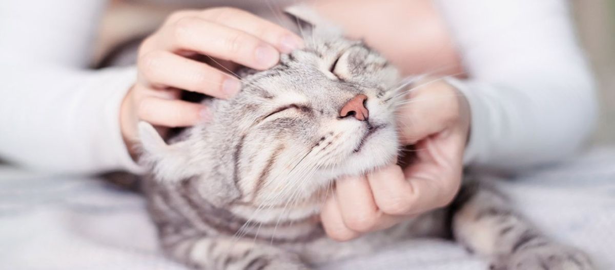 Imagen de la noticia: Estudio: A los gatos les afecta la inestabilidad emocional de sus humanos