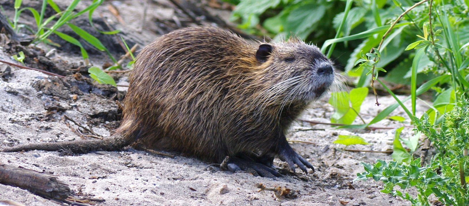 Imagen de la noticia: Qué se encontró en el análisis a los celulares de los asesinos de la nutria