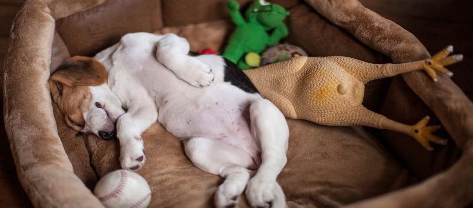 Imagen de la noticia: El descanso de los perros