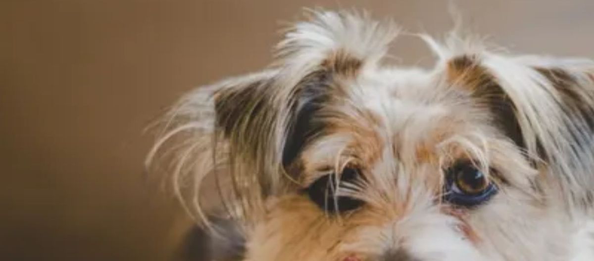 Imagen de la noticia: Mascotas en celo: ¿qué hay que hacer?