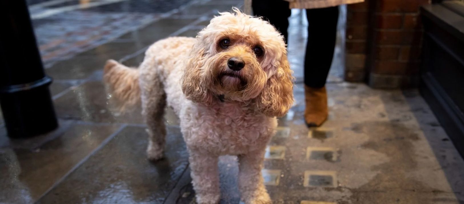 Imagen de la noticia: Qué hay que hacer para evitar el mal olor en perros cuando llueve