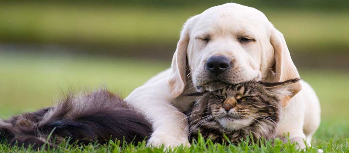 Imagen de la noticia: Hablemos de gastritis en perros