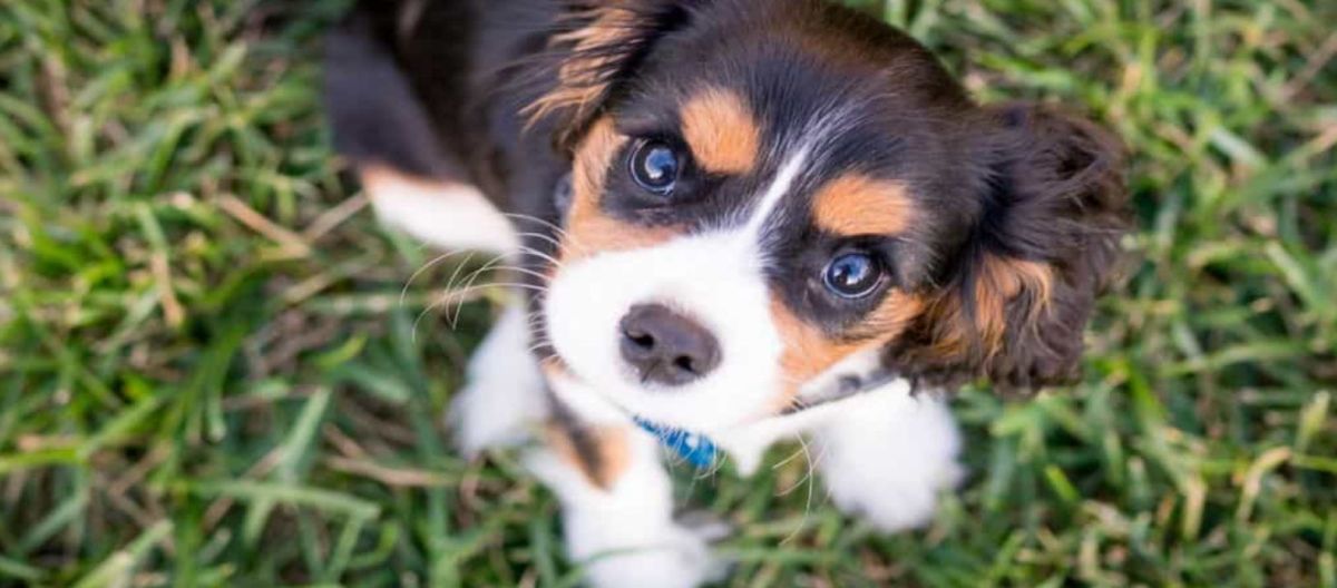 Imagen de la noticia: Se continúa brindando servicio de guardia nocturna veterinaria